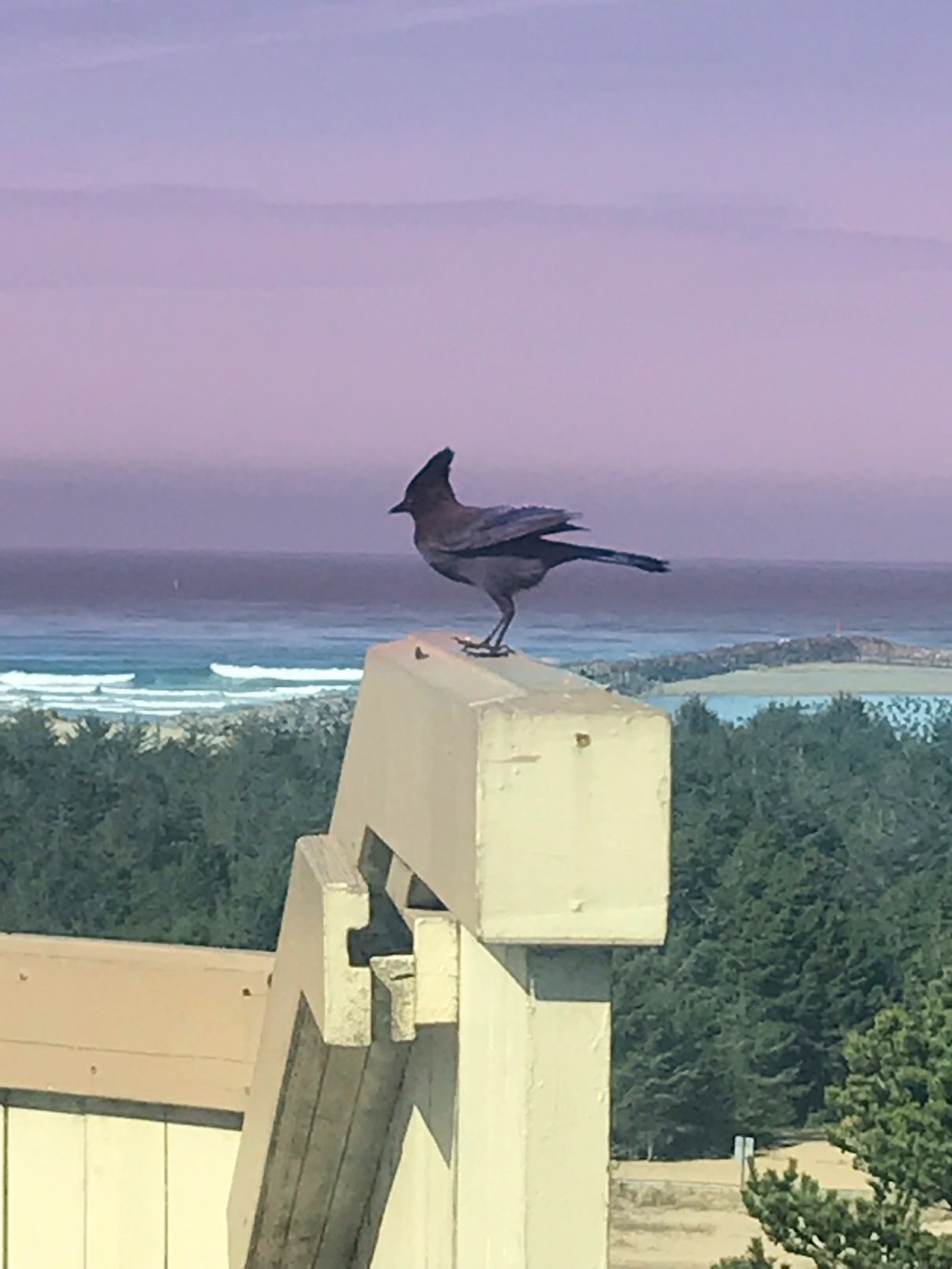Your heart is a&nbsp;bird