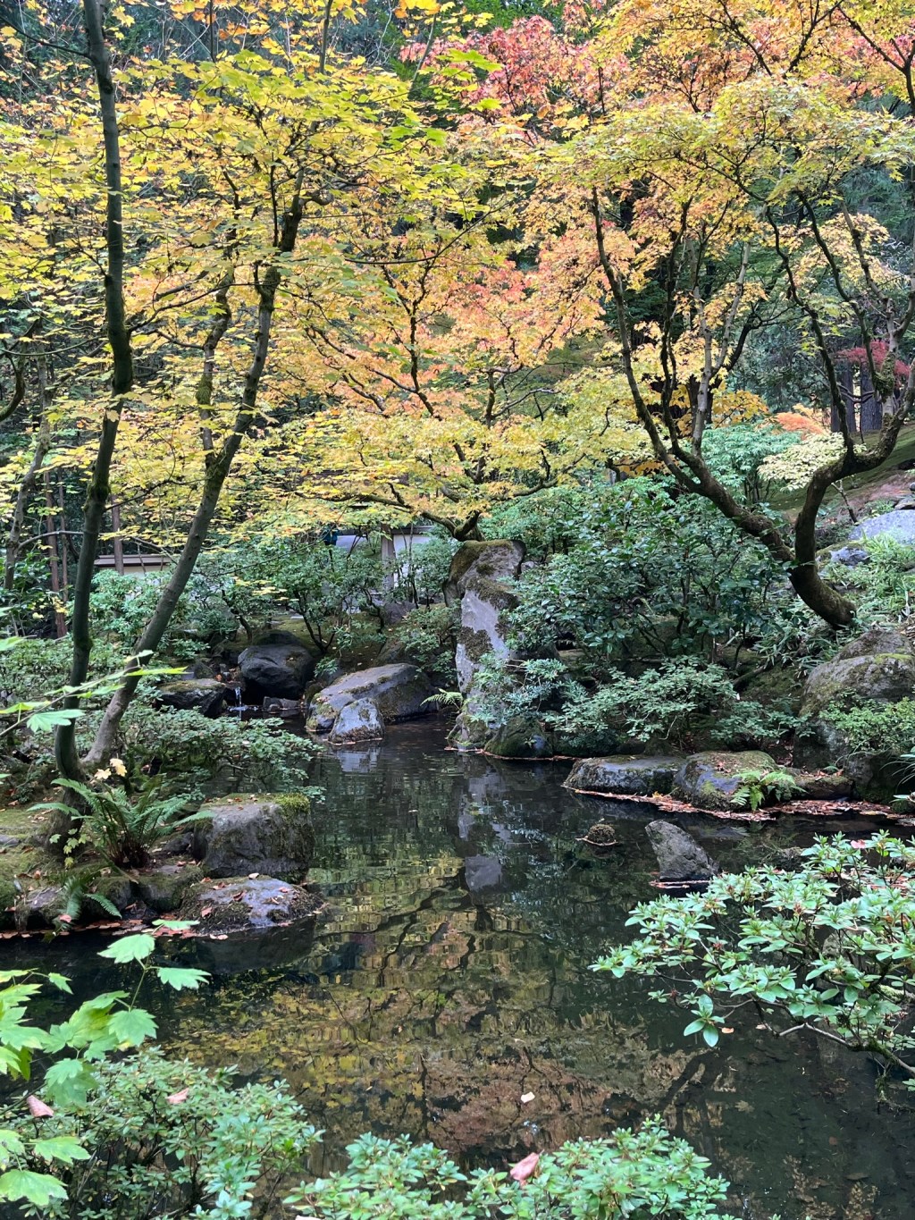 A photo of trees and plants growing around a small body of water