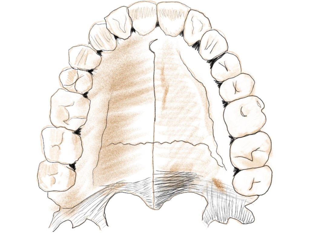 a crude drawing of a human mandible, by RJ Tenace
